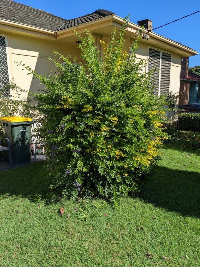 Before Trimming The Plant Tree — Saving Time In Charlestown NSW