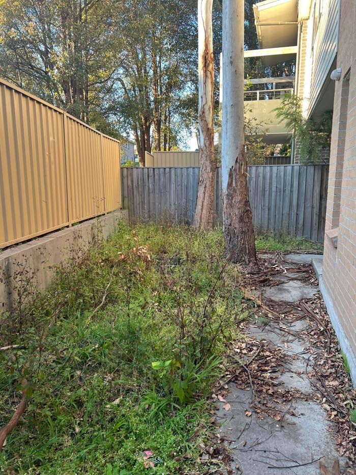 Home With Growing Lawn Grass With Two Big Trees — Saving Time In Lake Macquarie NSW
