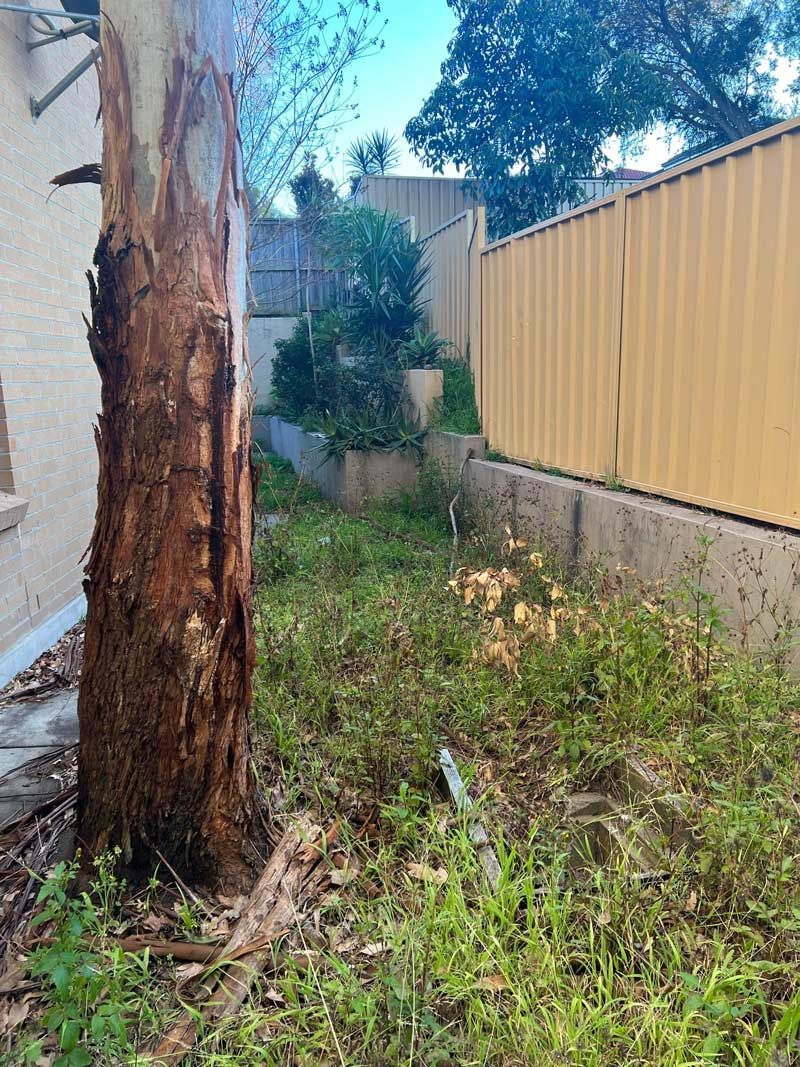 Lawn Mowing In The Home Backyard Before Cleaning With The Big Tree — Saving Time In Charlestown NSW