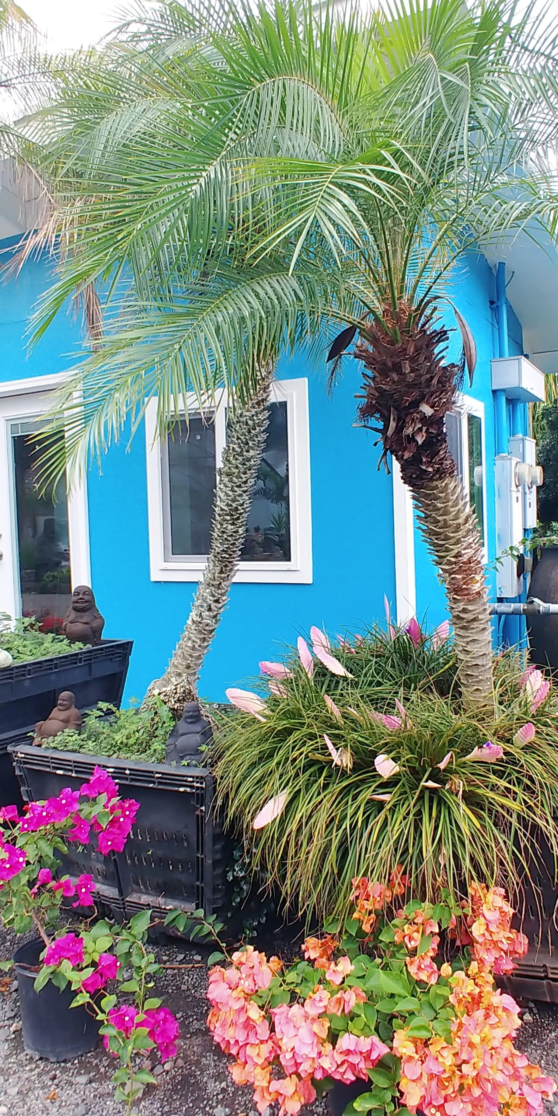 Garden with Palm Tree — Honolulu, HI — Big Rock Fabricators