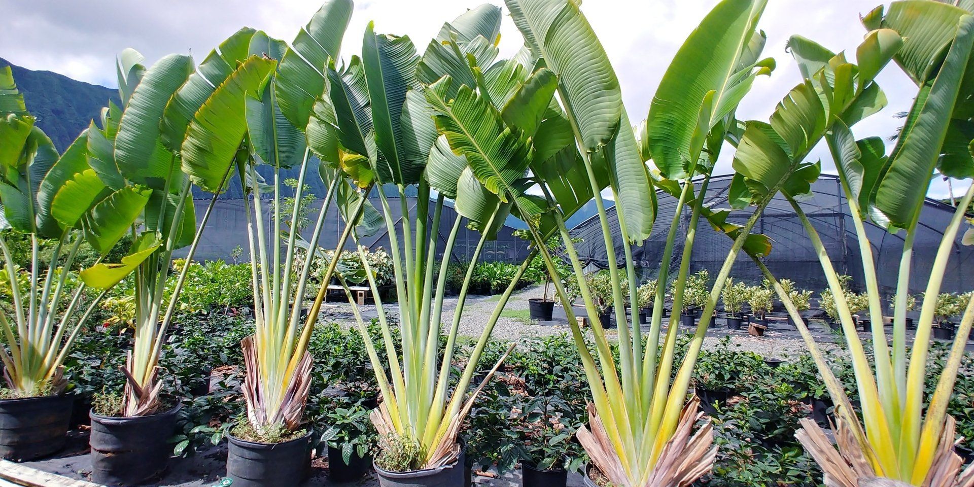 Ravenala Madagascariensis — Honolulu, HI — Big Rock Fabricators