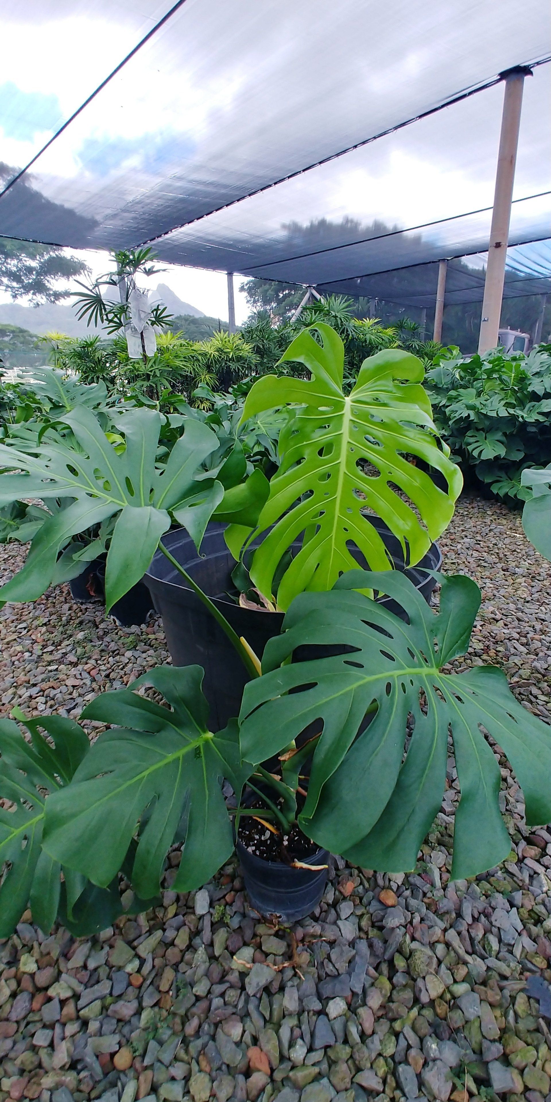 Swiss Cheese Plant — Honolulu, HI — Big Rock Fabricators