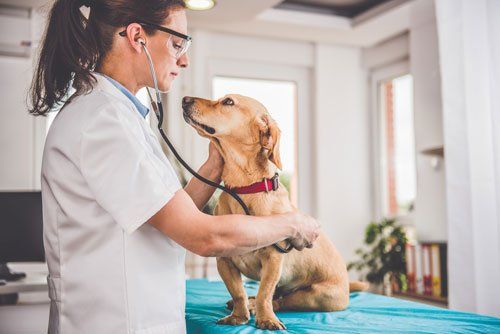 Pet Lab Work — Veterinarian Examining Dog in Sisters, OR