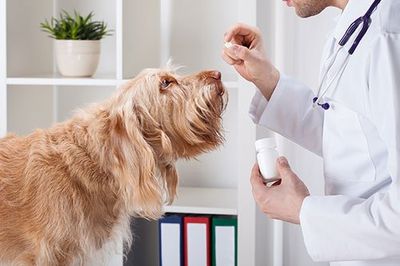 Pet Dental Services — Dog During Taking Medicine in Sisters, OR