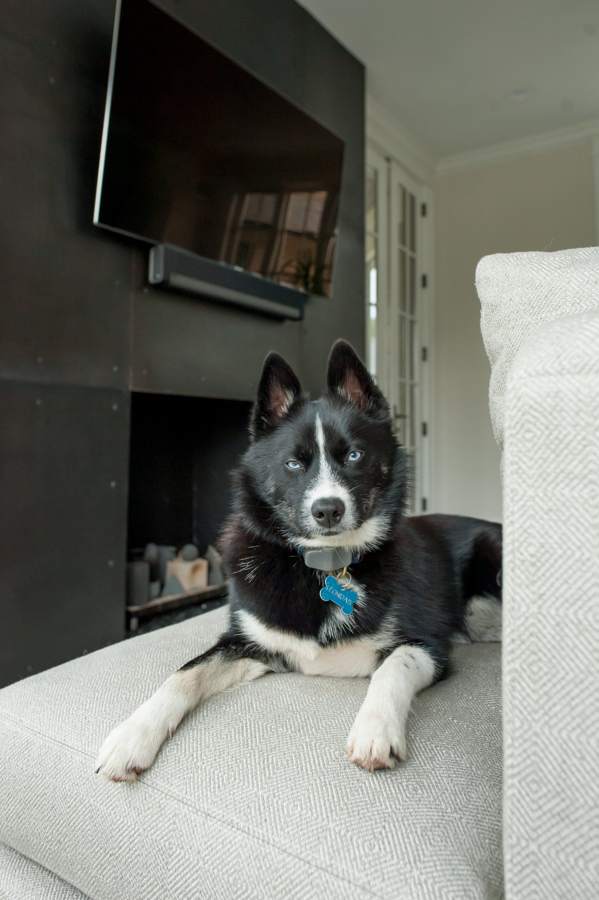 A black and white dog is laying on a couch in a living room.
