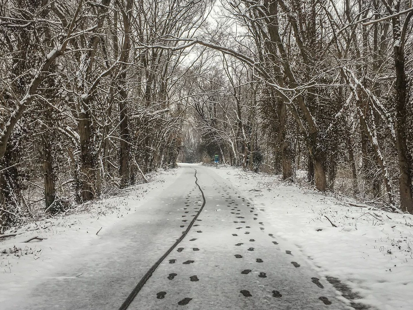 A snowy road going through a forest with trees covered in snow in Origi Park.