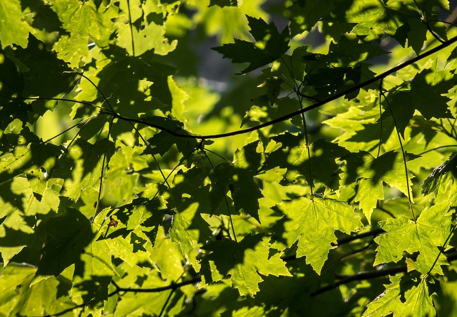 The sun is shining through the leaves of a tree