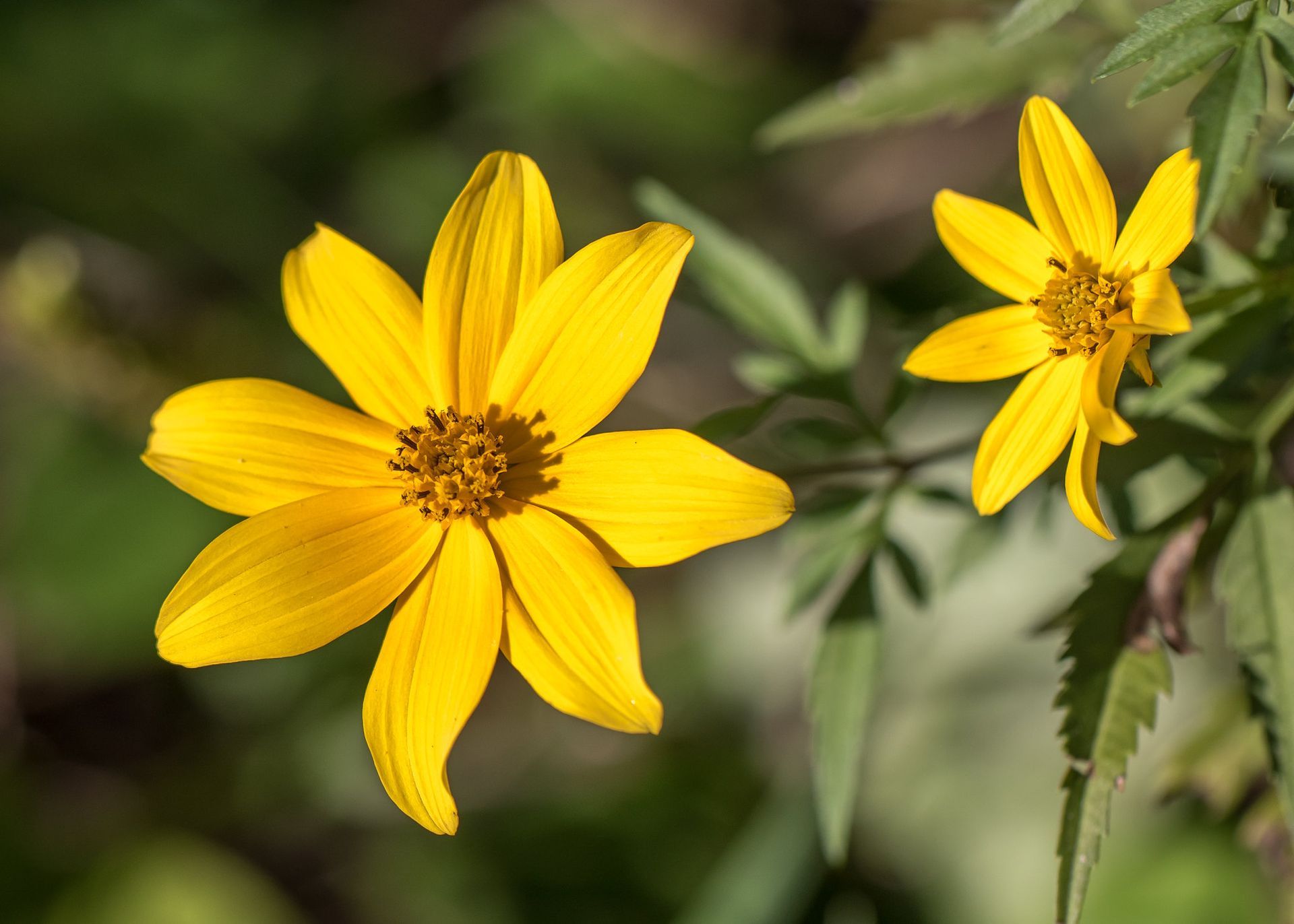 Two bright yellow flowers with dark centers, set against green foliage.