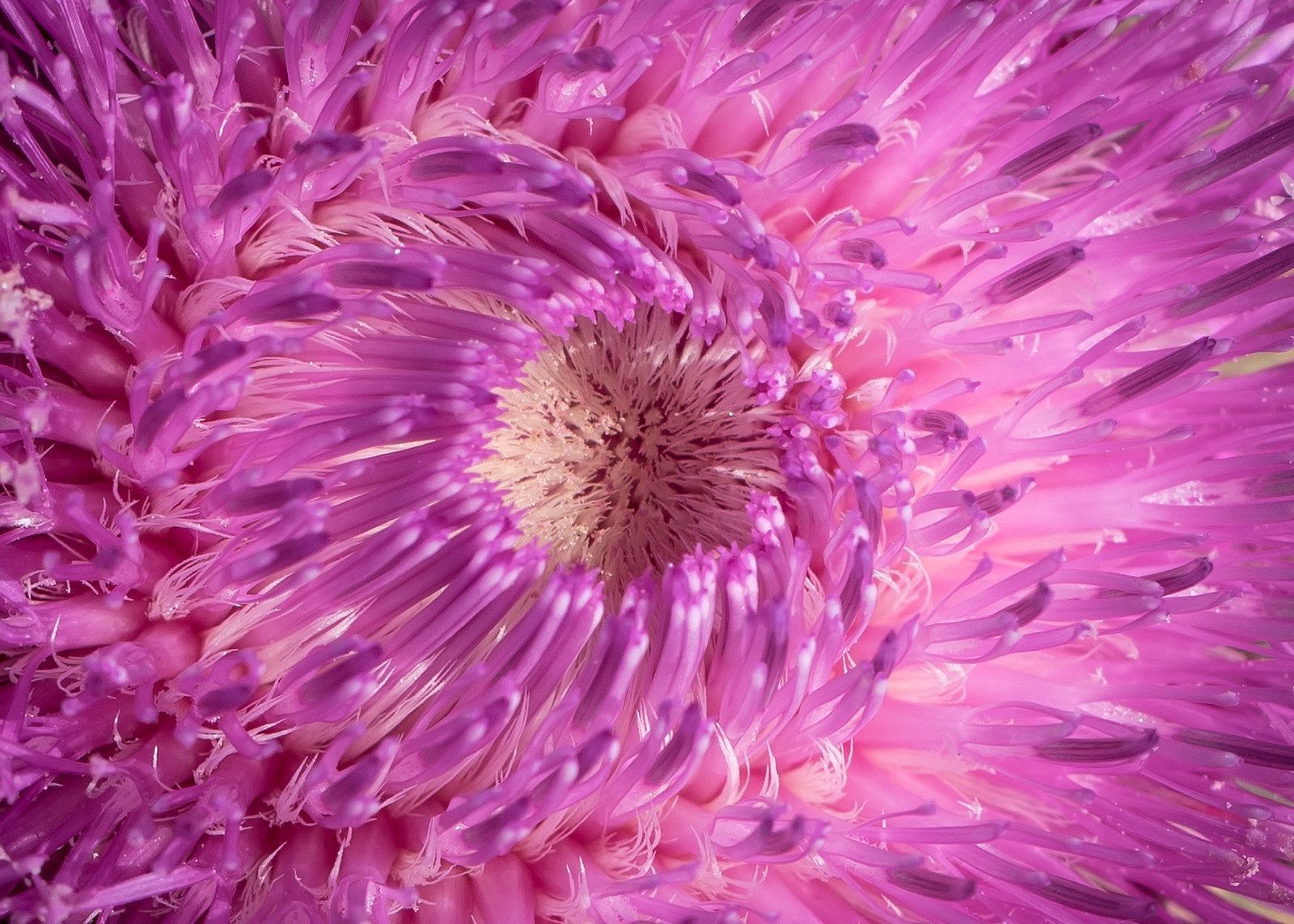 Close-up of a vibrant purple thistle flower's spiky, textured petals converging towards a tan center.