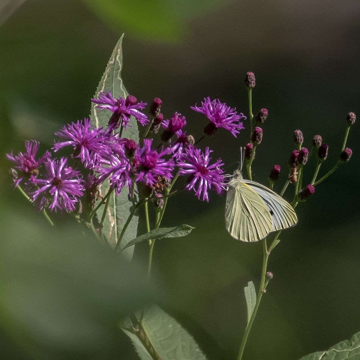 Butterfly with cream-colored wings perched on purple flowers, against a soft green background.