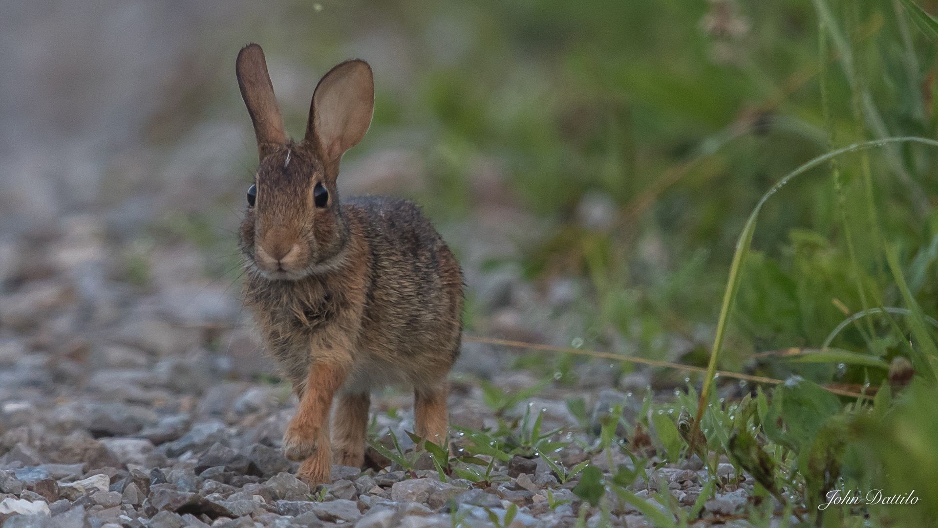 A small rabbit is standing on a gravel road.