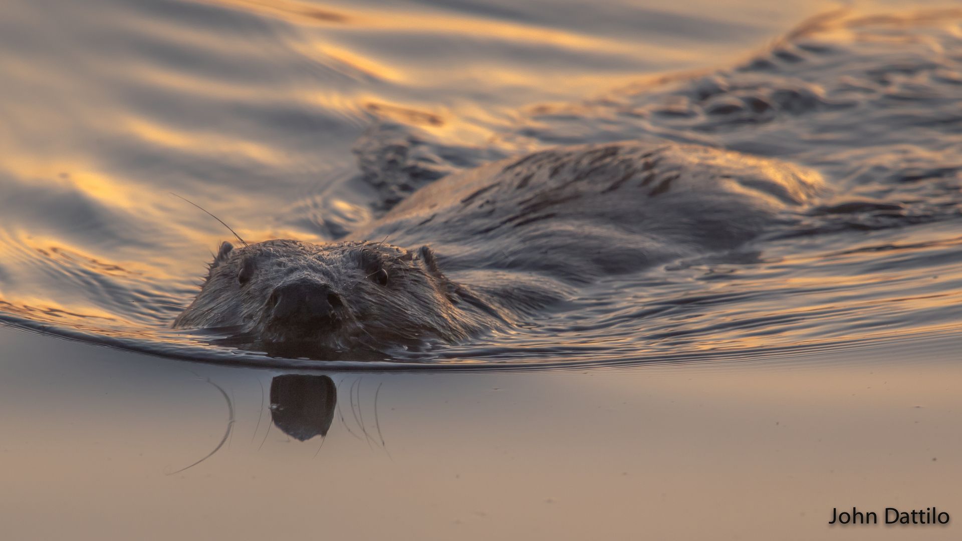 A close up of a beaver swimming in the water.