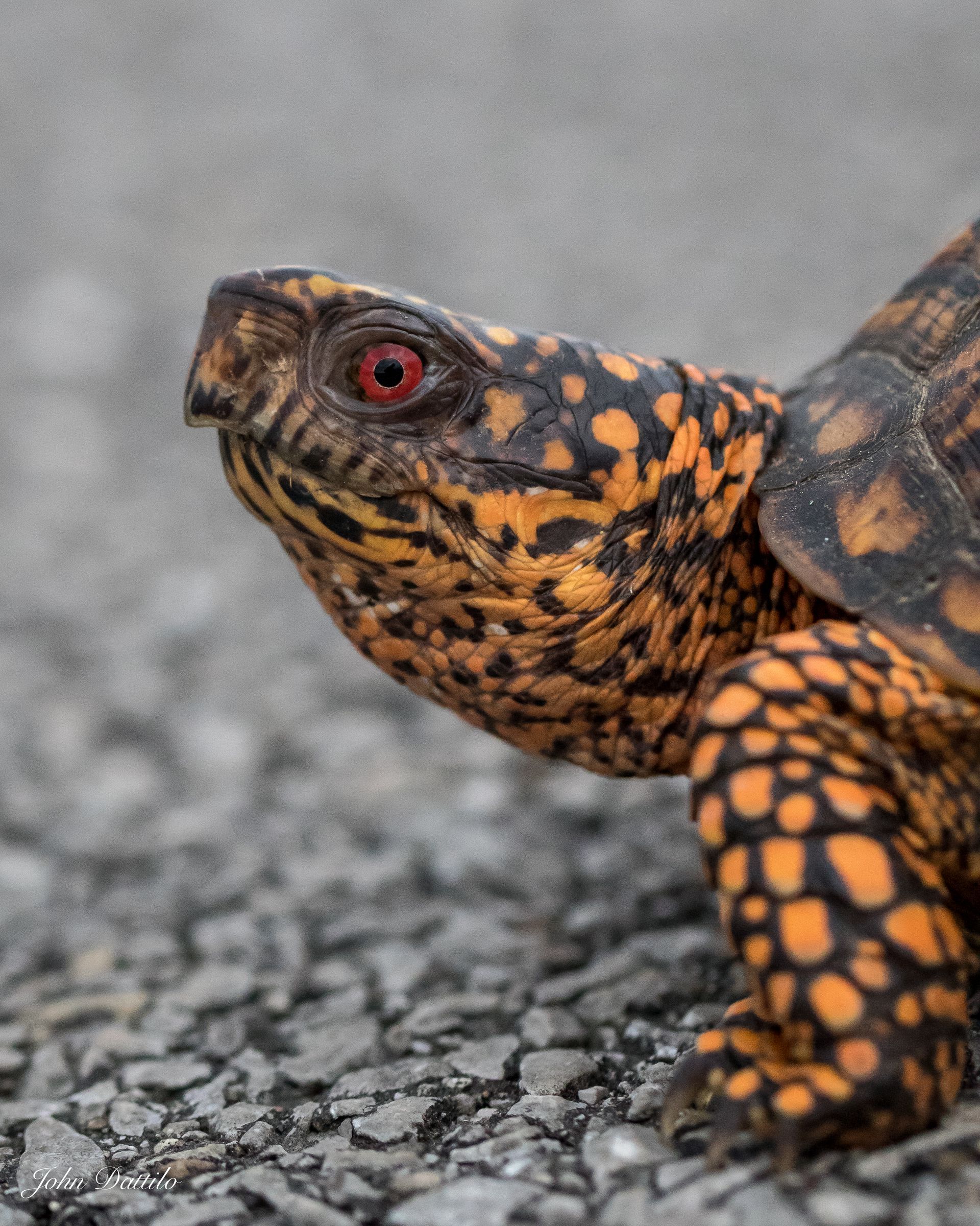 Eastern box turtle with orange and black markings and red eye on a grey road.