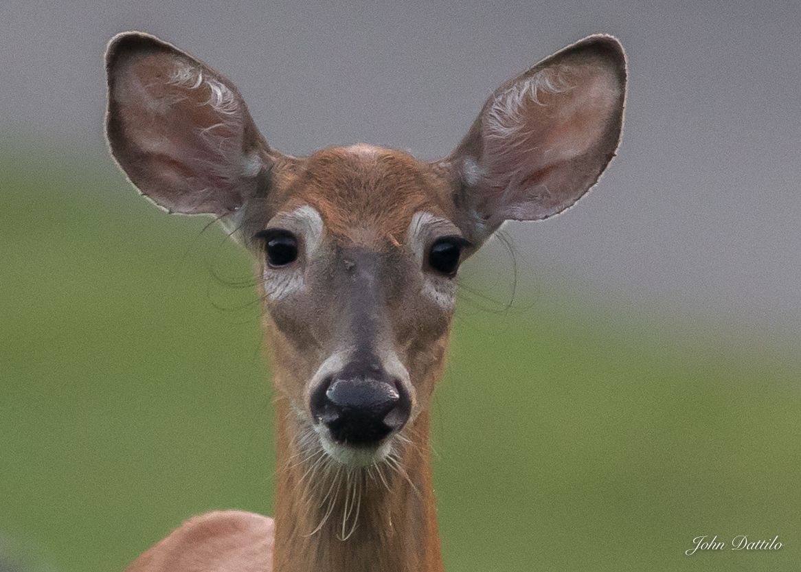 Close-up of a deer with large ears, brown fur, and a black nose, gazing forward against a blurred green and gray backdrop.