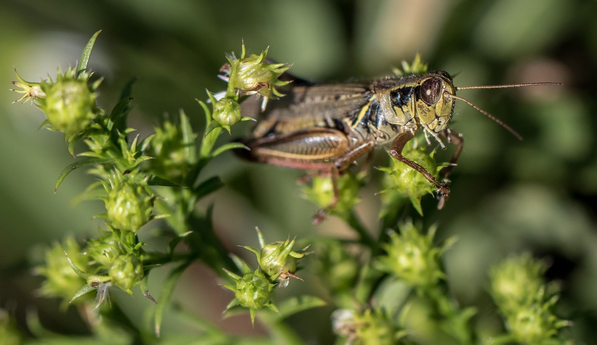 A grasshopper is sitting on top of a green plant.