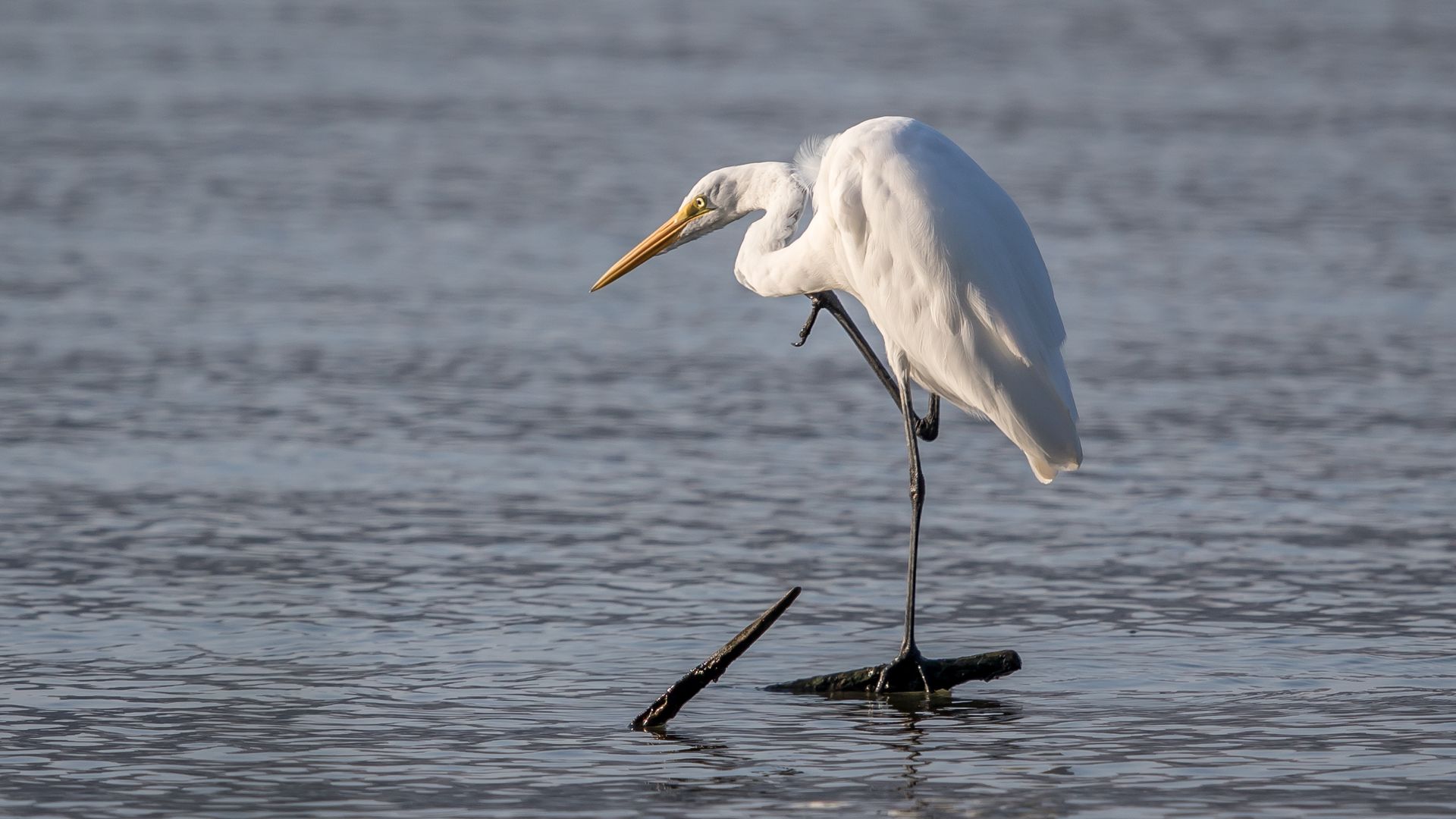 White egret standing in water, perched on a dark branch, head bent down, white feathers.