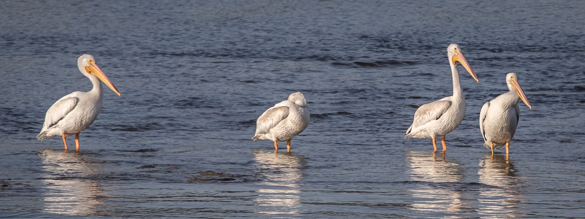 A group of pelicans are standing in the water.