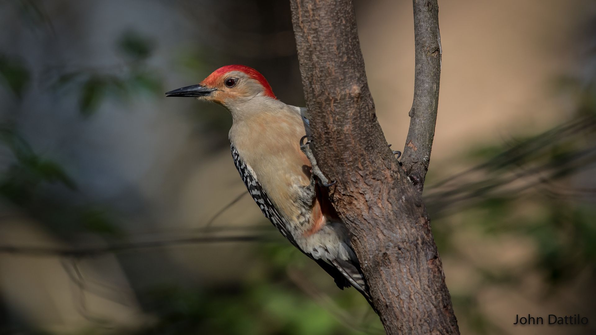 A red headed woodpecker perched on a tree branch.