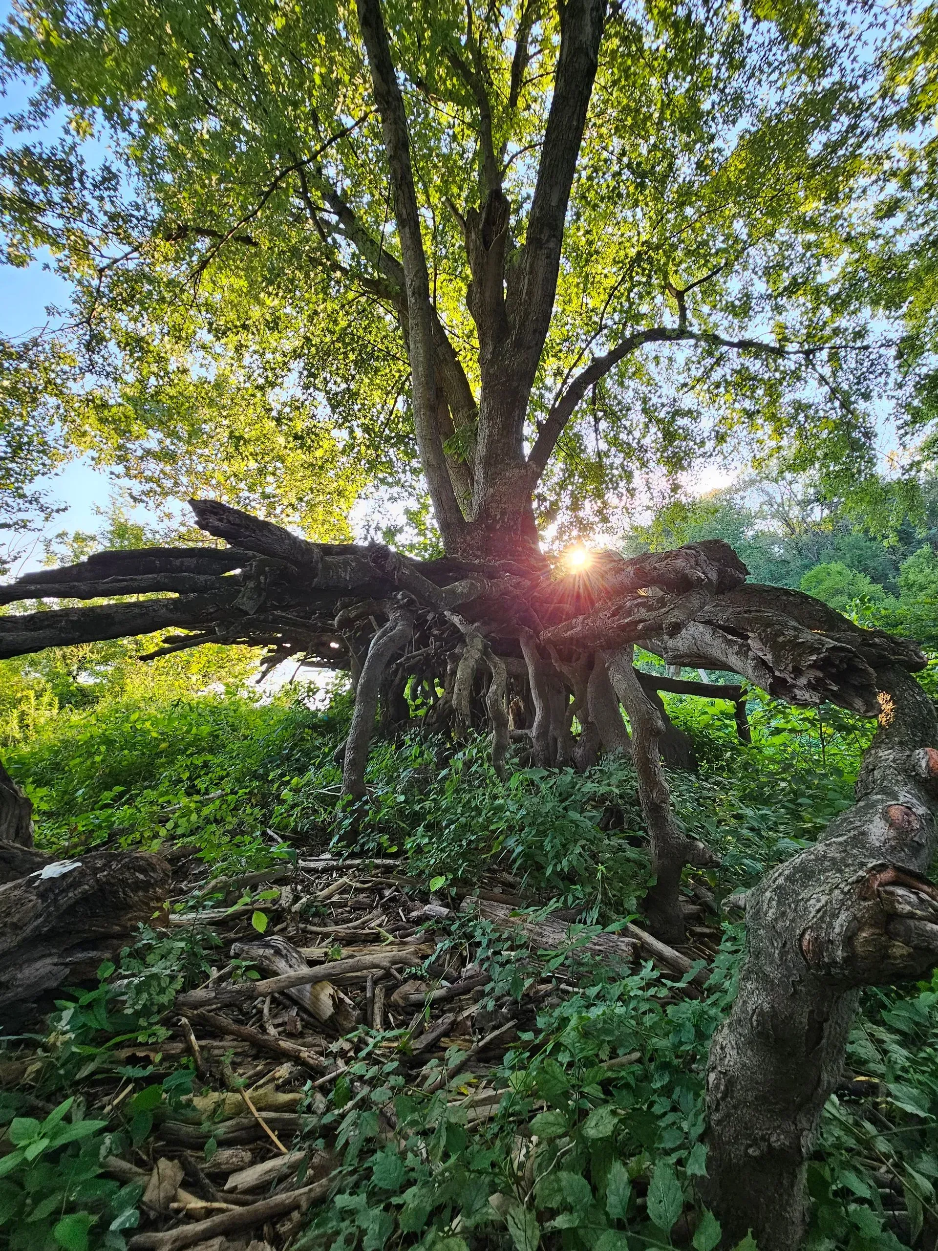Sunlight shines through a large, gnarled tree with sprawling roots in a lush, green forest.