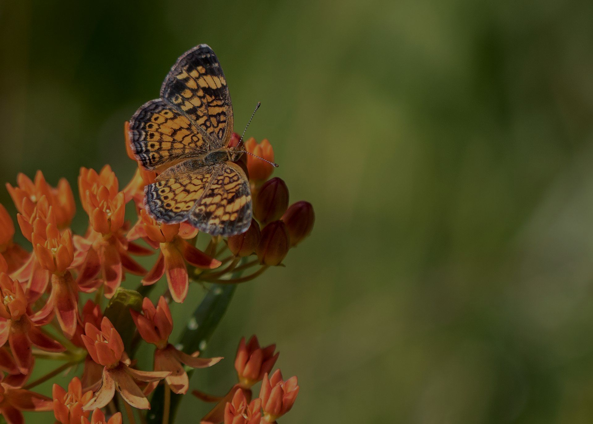 A butterfly is sitting on top of a flower.