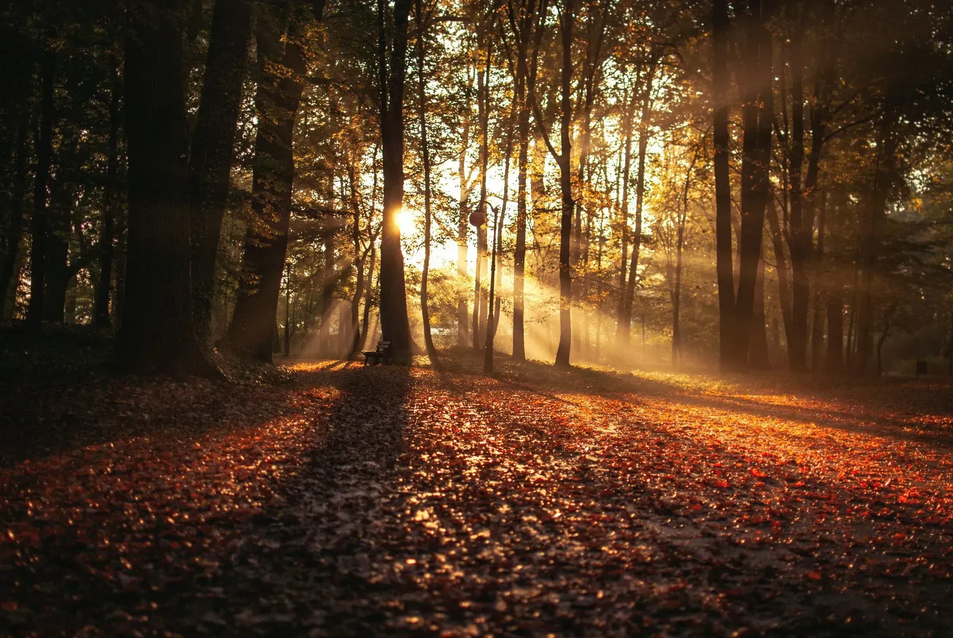 Sunlight streams through a forest, illuminating fallen leaves and tall trees.