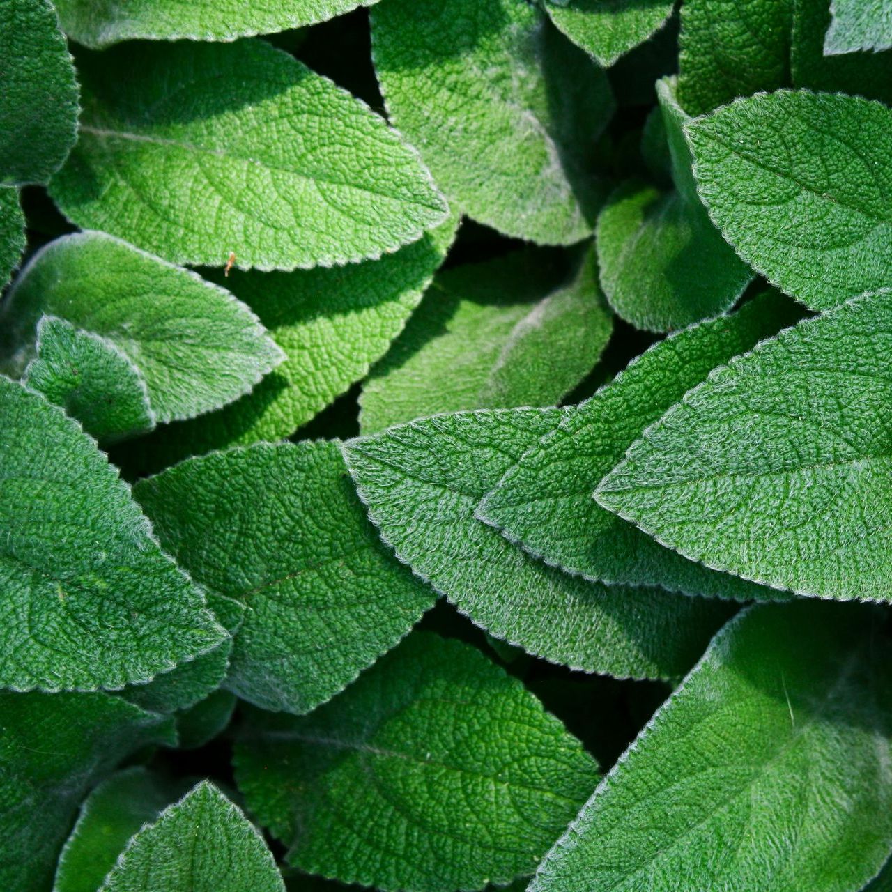 A bunch of green leaves are stacked on top of each other