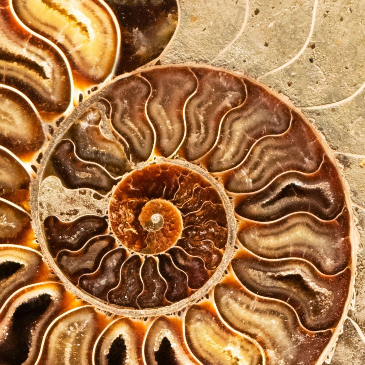 A close up of the inside of an ammonite shell