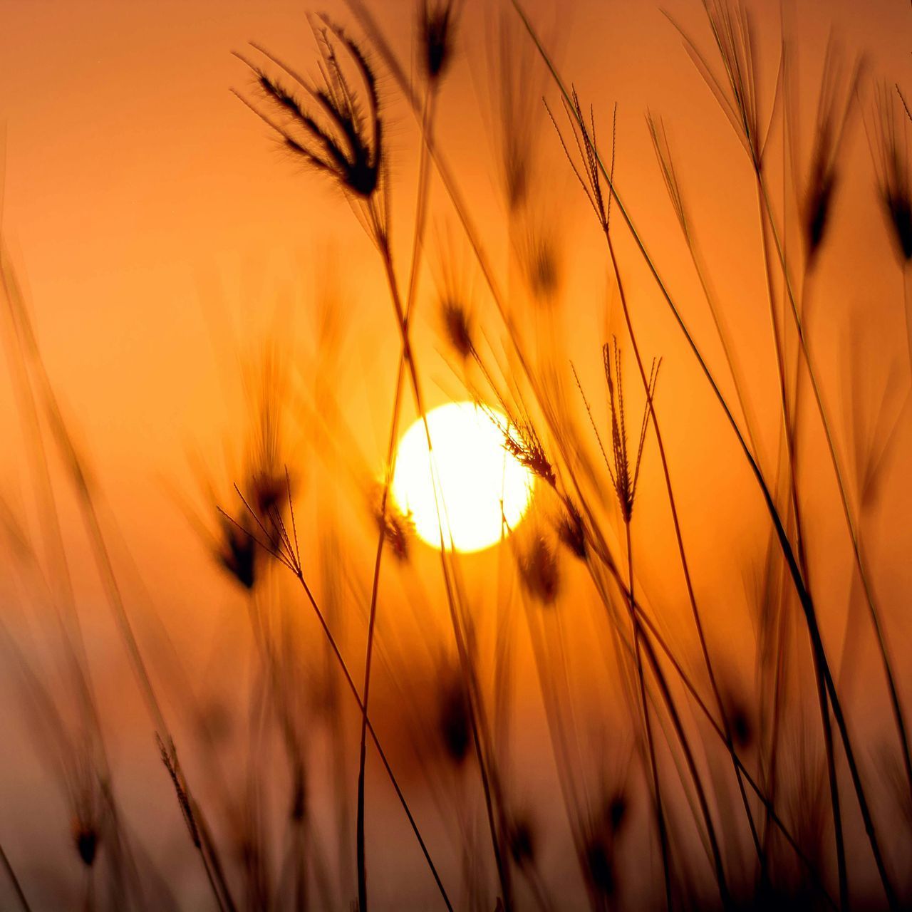 The sun is setting behind a field of tall grass