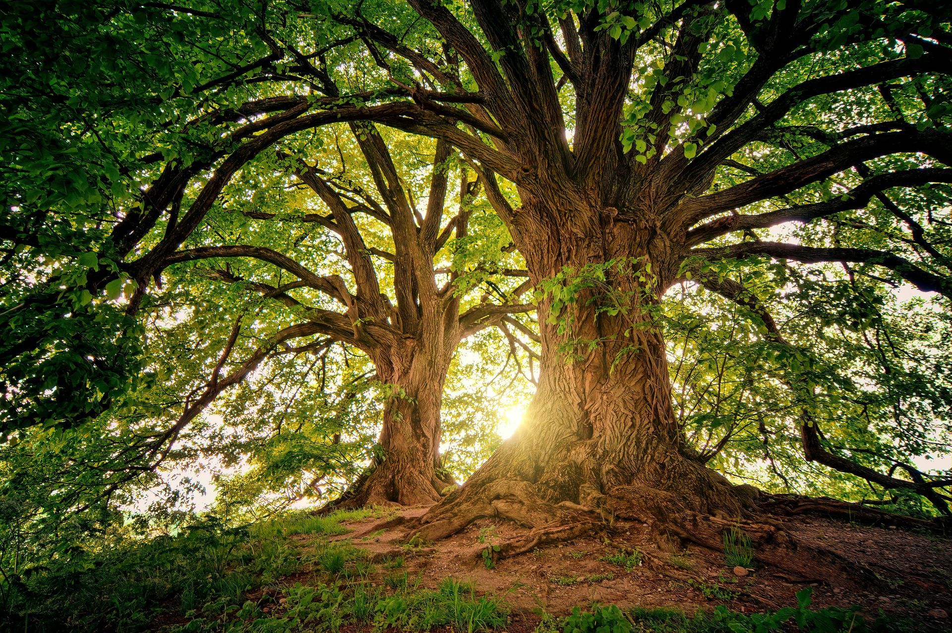 The sun is shining through the branches of a tree.