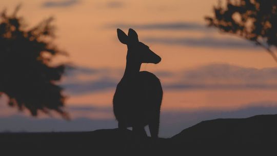 Silhouette of a deer on a hilltop against an orange and blue sunset sky.