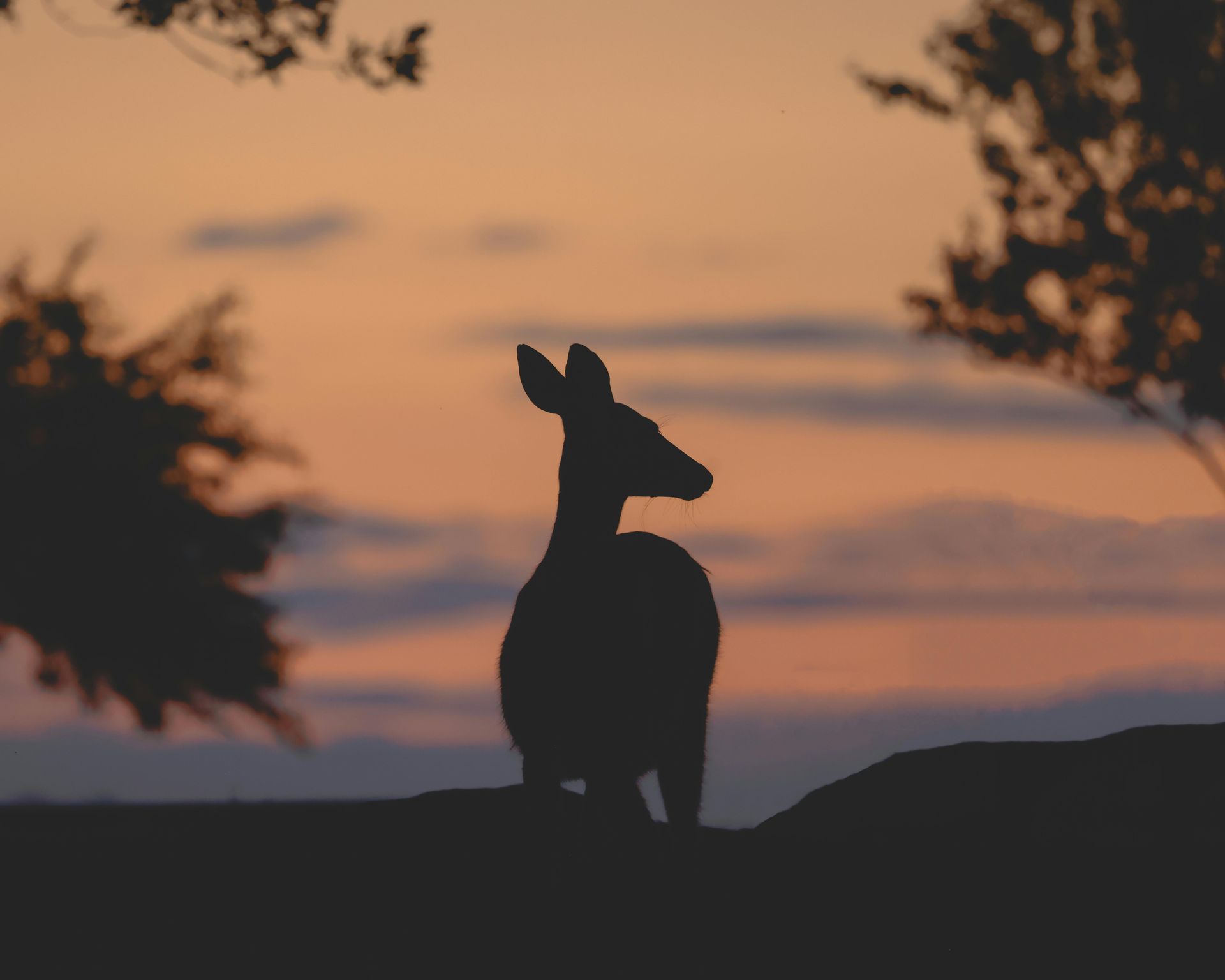 Silhouette of a deer standing on a hill, framed by trees, at sunset with orange and blue sky.