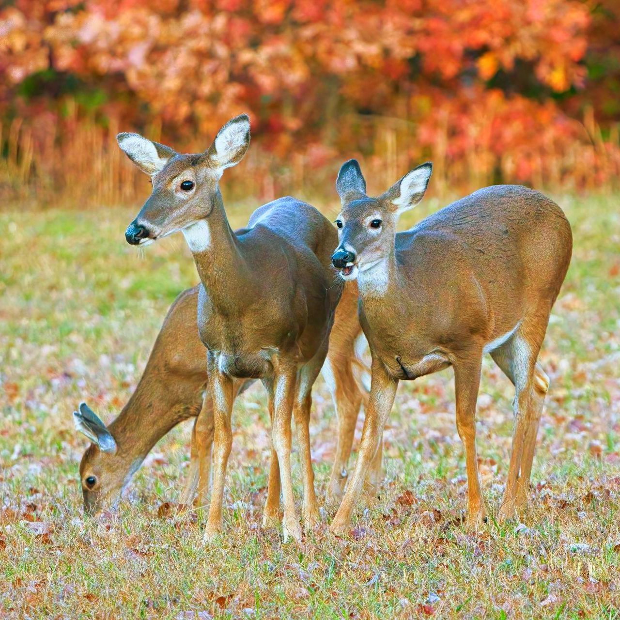 Three deer are grazing in a field with autumn leaves in the background.