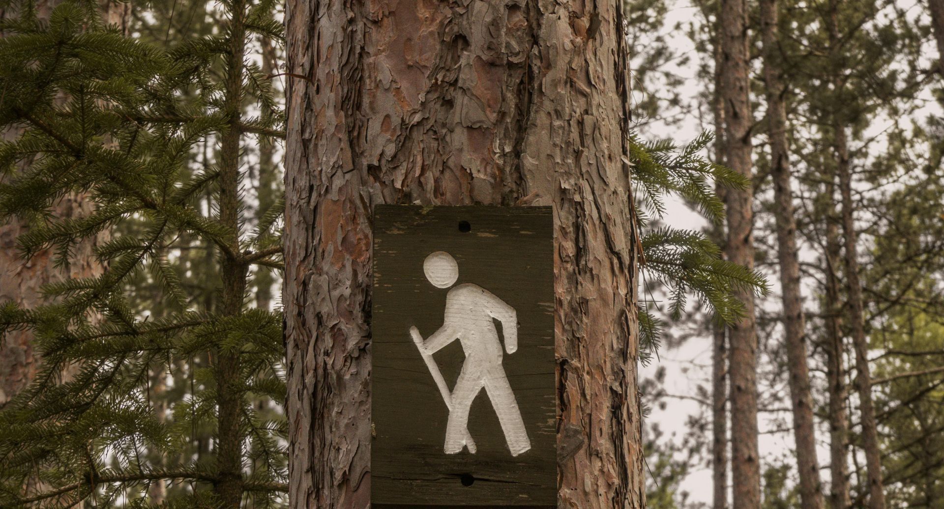 A wooden sign on a tree trunk shows a person walking in the woods.