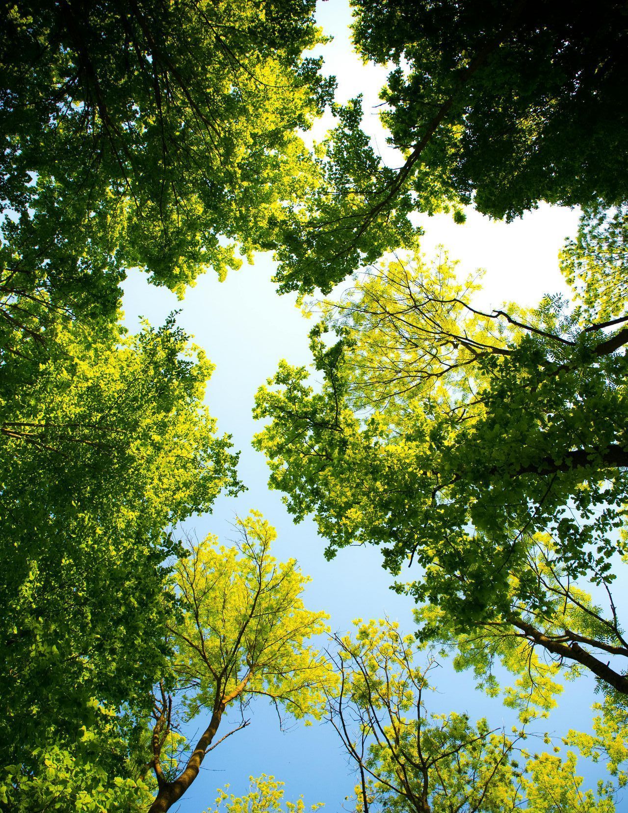 Looking up at a tree with lots of green leaves