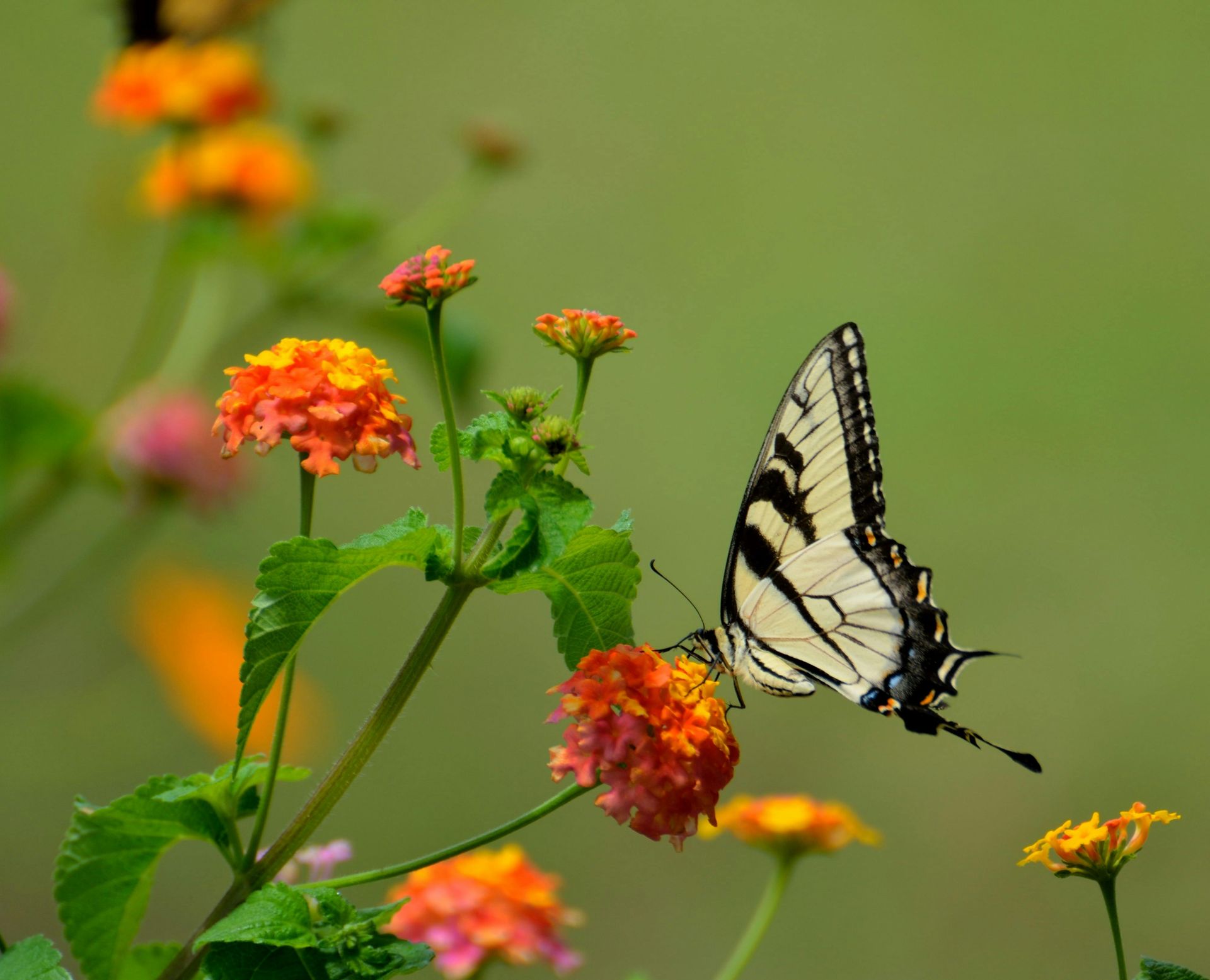 A butterfly is sitting on a flower in a garden