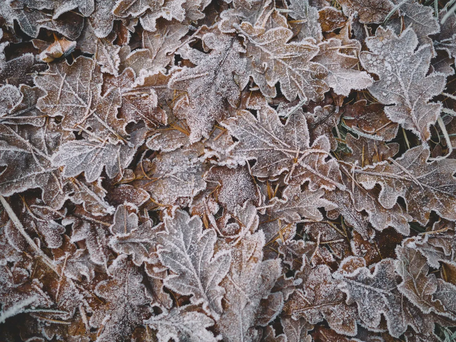 Frost-covered oak leaves on the ground, autumn colors.