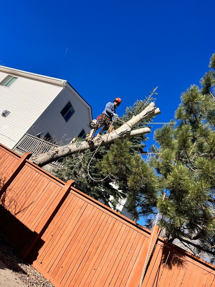 Man Cutting The Tree — Littleton, CO — Climber’s Choice Tree Care