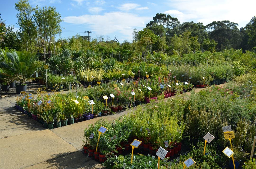 Contact Advanced Nursery Perth