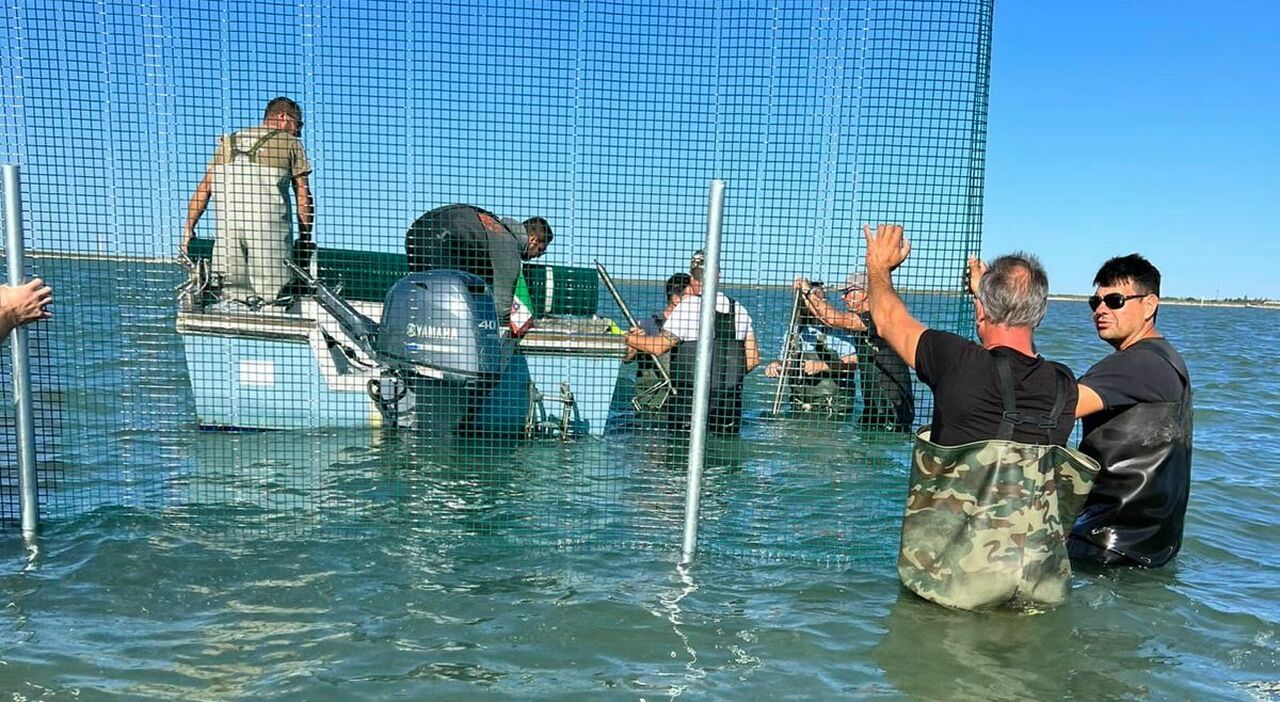 reti per recinzioni in mare a protezione della semina delle vongole dai granchi blu