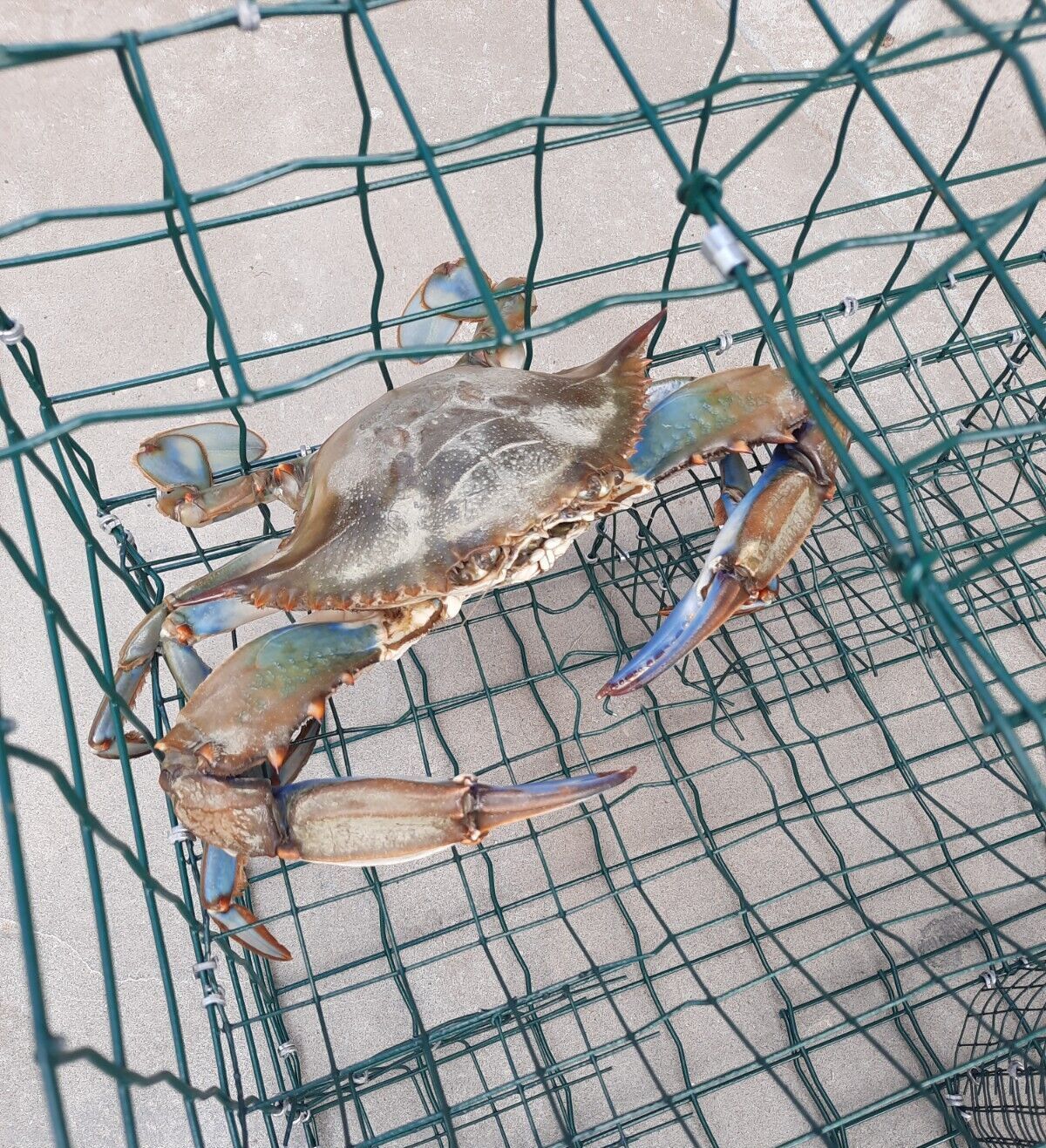 nasse per la cottura dei granchi blu