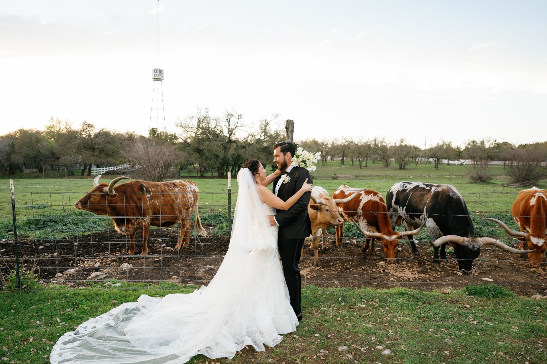 A bride and groom in wedding attire embrace in a field filled with longhorn cattle.