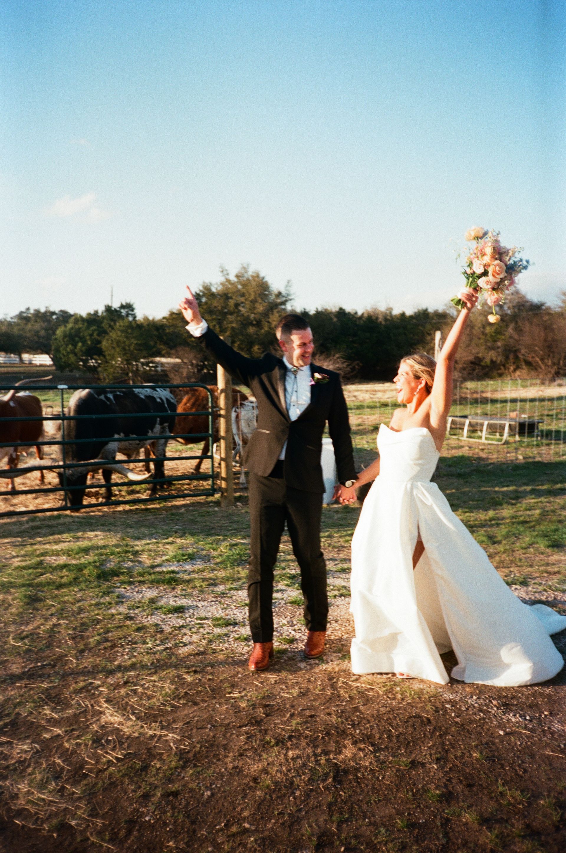 A couple in wedding attire joyfully walking with arms raised in a sunny, fenced-in pasture with cows in the background.