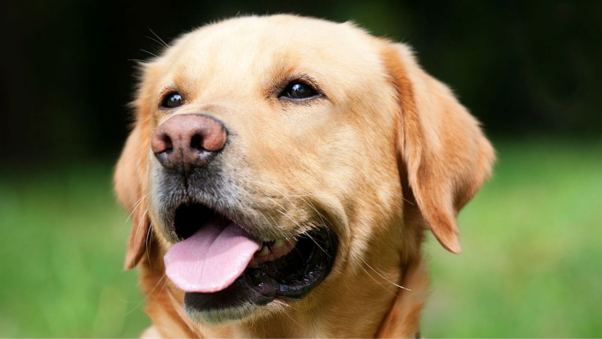 A gene found in dogs is helping to explain the genetic causes of obesity in humans. Let's take a closer look.
