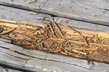 Rotting wood on boardwalk path - exterior wood repair in Virginia Beach, VA