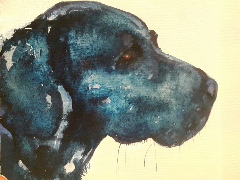 Watercolor painting of a black Labrador retriever looking right. Dark blue with brown eyes.