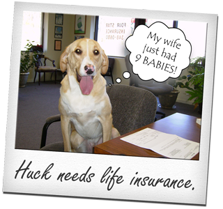 A picture of a dog with the caption huck needs life insurance