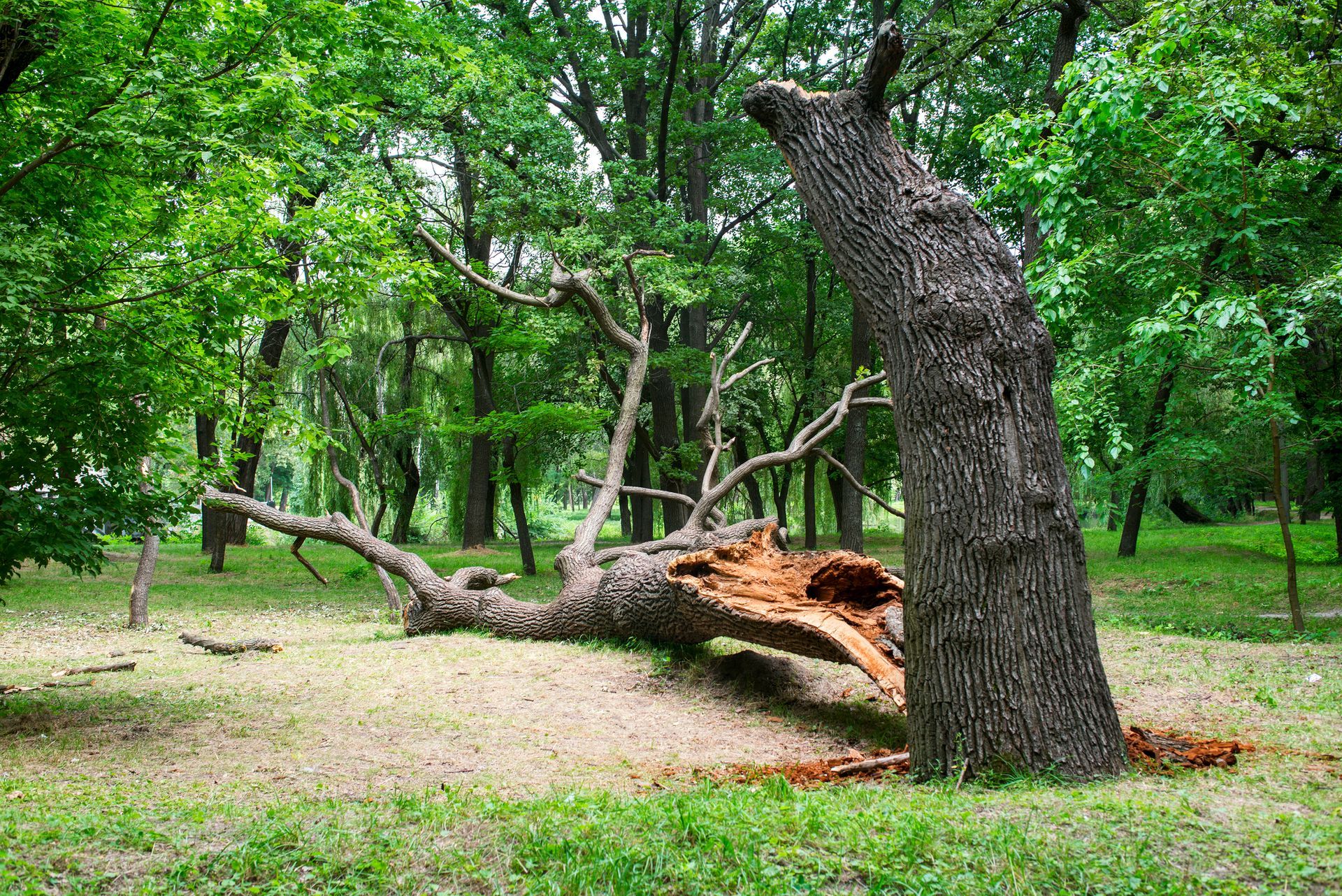 Fallen Tree In The Park — Ashland, MA — A1 Tree & Landscape
