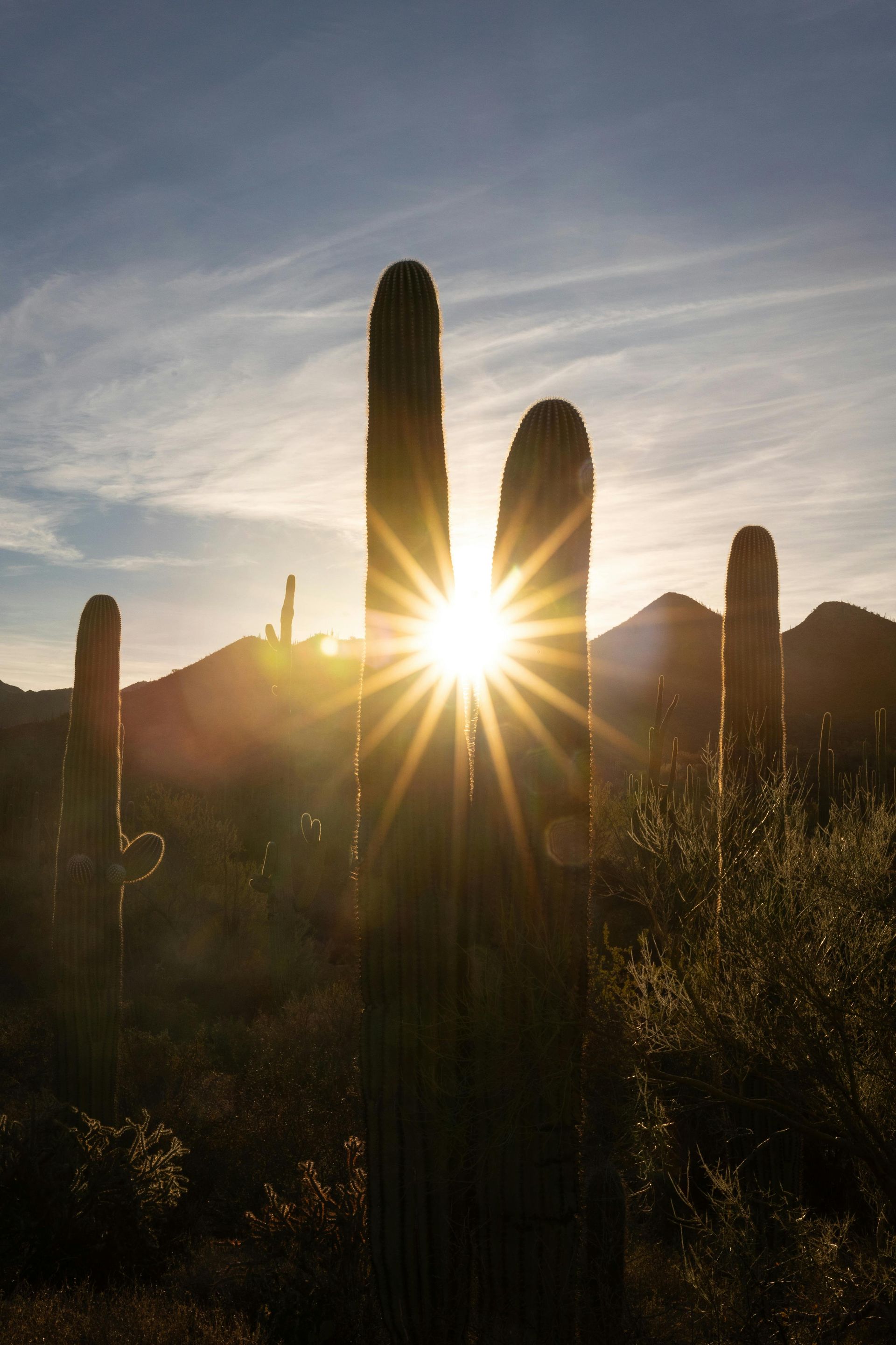Sunburst behind tall saguaro cacti in a desert landscape at sunset