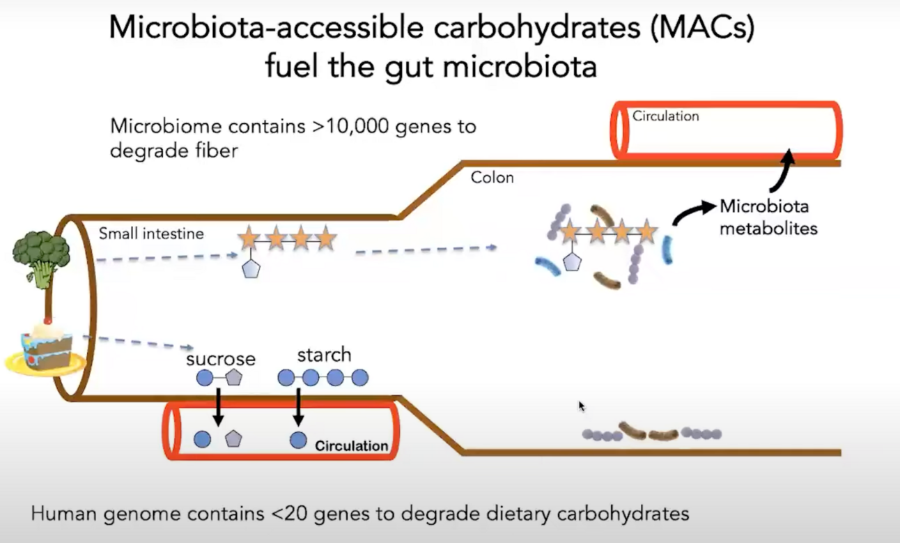 Mechanism of action for fibers going to gut (see image below)