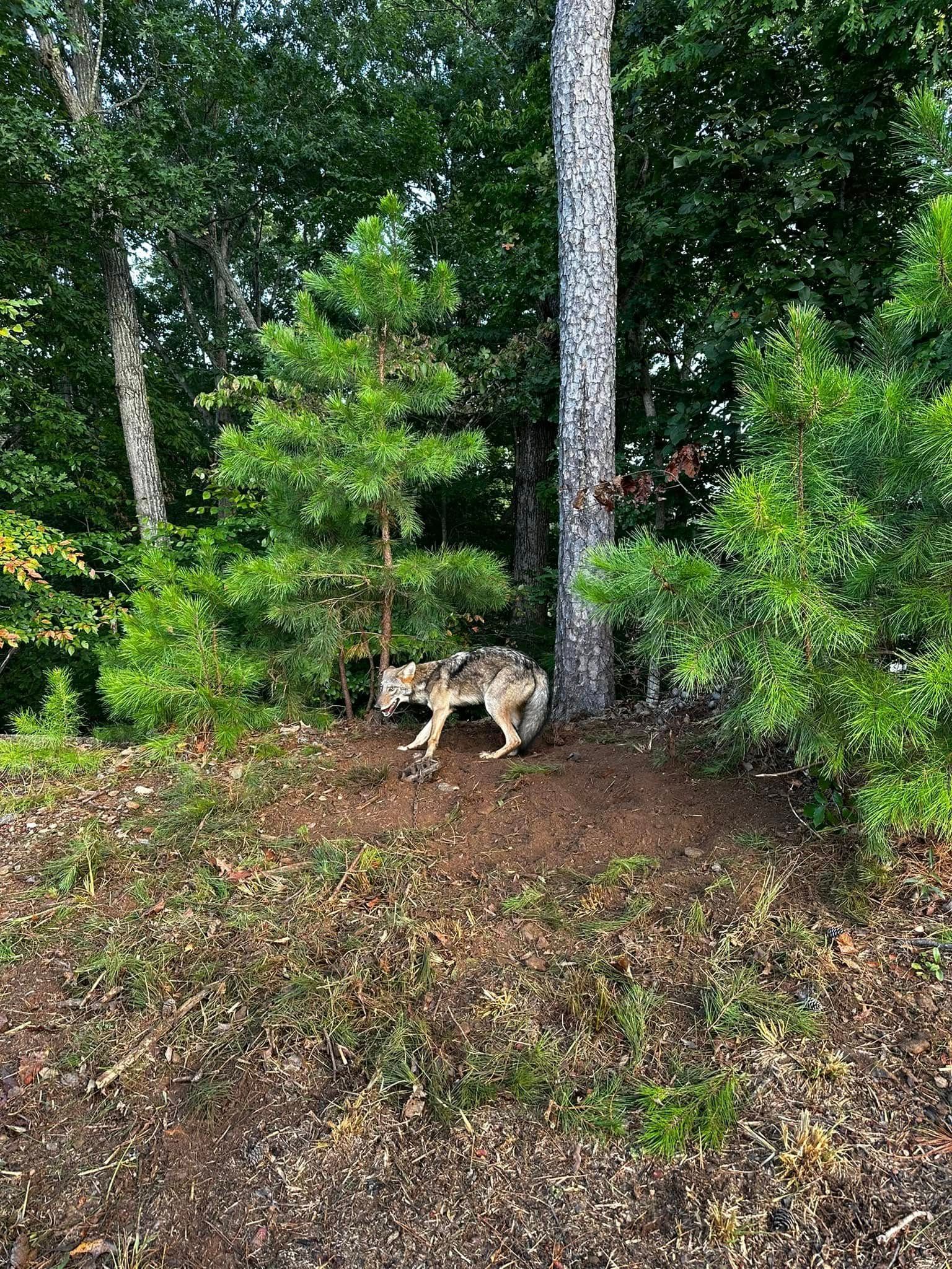Coyote in a wooded area, near a tree. It appears to be walking on dirt and vegetation.